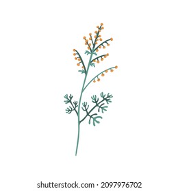 Mugwort plant. Sagebrush floral herb with flowers and leaves. Botanical drawing of wild field wormwood. Botany flat vector illustration of blooming Artemisia isolated on white background