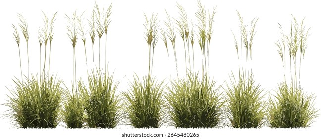 Muhlenbergia capillaris hairawn muhly definir ilustração isolada árvore recorte vetor, grama ornamental, planta da pradaria, projeto de paisagem, flora natural, arte botânica.