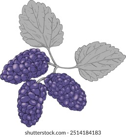 Mulberries fruit colored hand drawn illustration