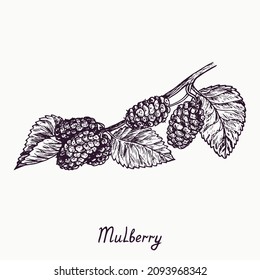 Mulberry branch with berries and leaves, simple doodle drawing with inscription, gravure style