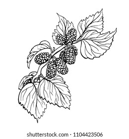 Mulberry branch, hand drawn.Graphics, linear sketch,black and white.