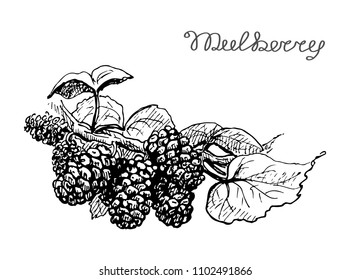 Mulberry branch, hand drawn.Graphics sketch,black and white.