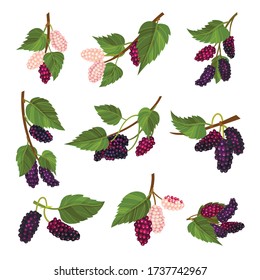 Mulberry Branch with Immature Pink Berries and Ripe Black Ones Vector Set