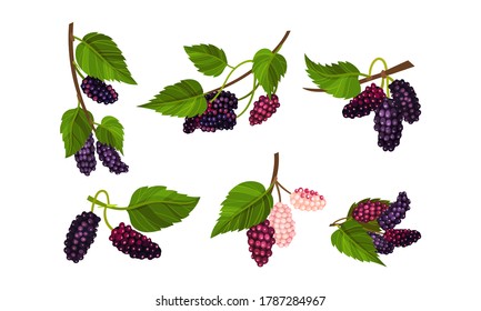 Mulberry Branch with Immature Pink Berries and Ripe Black Ones Vector Set