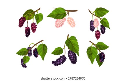 Mulberry Branch with Immature Pink Berries and Ripe Black Ones Vector Set