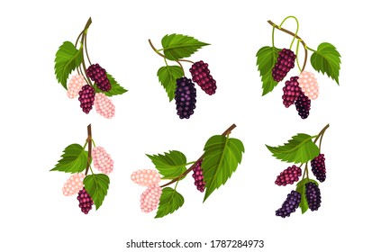 Mulberry Branch with Immature Pink Berries and Ripe Black Ones Vector Set