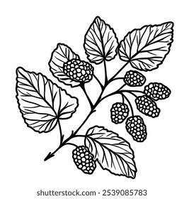 Mulberry branch leaf Hand drawn Christmas Winter christianity religion graphic vector illustration isolated on white background color editable 