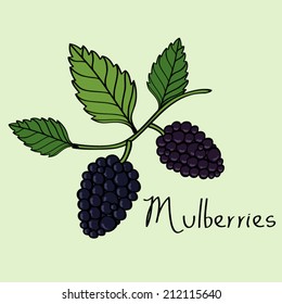 Mulberry Colorful Doodle Vector Illustration