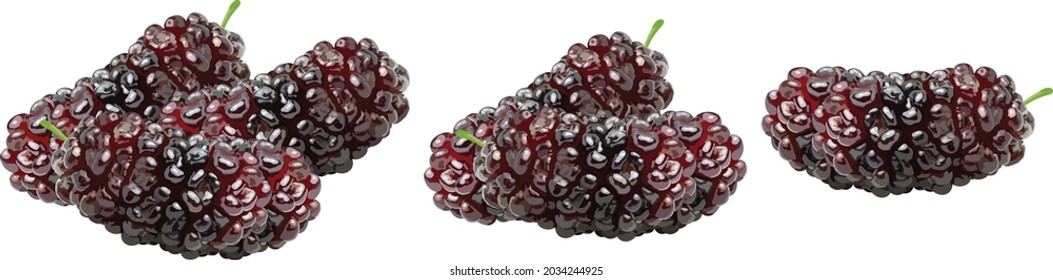 Mulberry Fruit On White Background