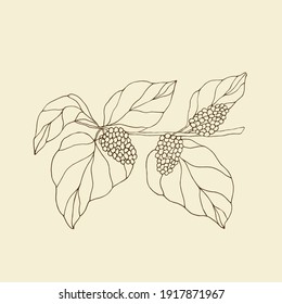 Mulberry hand drawn illustration. Botanical design