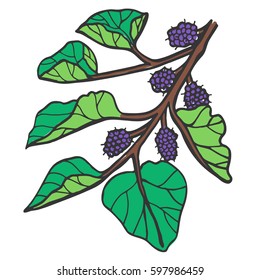 Mulberry- Illustration