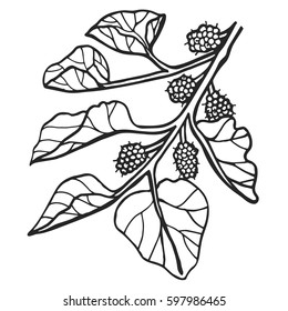 Mulberry- Illustration