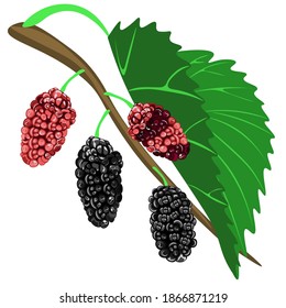 Mulberry isolated on white background. Vector, clipart.