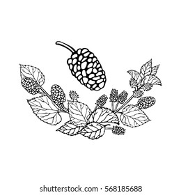 Mulberry isolated on a white background. Hand drawing. Set of isolated floral elements arranged in a decorative bouquet. Vector illustration.