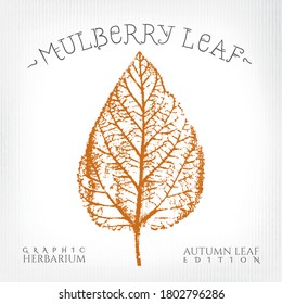 Mulberry Leaf Vintage Print Style Illustration With Authentic Logo Lettering From Autumn Leaf Edition Of Graphic Herbarium - Black And Rusty On Grunge Background - Vector Stamp Graphic Design