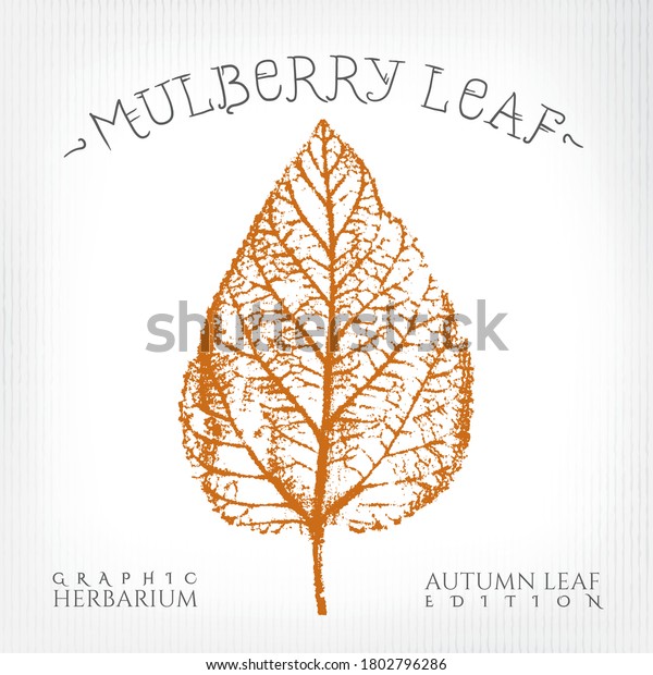 Mulberry\
Leaf Vintage Print Style Illustration with Authentic Logo Lettering\
from Autumn Leaf Edition of Graphic Herbarium - Black and Rusty on\
Grunge Background - Vector Stamp Graphic\
Design