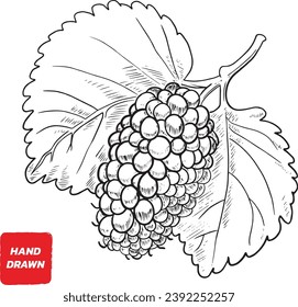 Mulberry and leaves, Mulberry sketch vector illustration, Vector hand drawn illustration