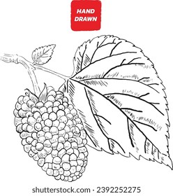 Mulberry and leaves, Mulberry sketch vector illustration, Vector hand drawn illustration