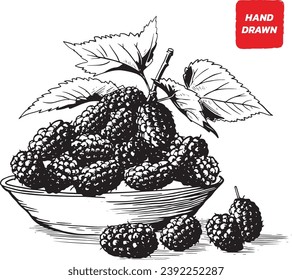 Mulberry and leaves, Mulberry sketch vector illustration, Vector hand drawn illustration