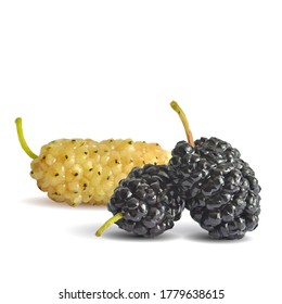 Arándanos bajos. Fresca, nutritiva, deliciosa morera. Morera dulce en blanco y negro. Ilustración vectorial. Mulberry en técnica de triangulación.