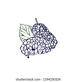 Mulberry or Morus bunch with berry and leaf in green color on the white background. Contour Mulberry fruit for summer design.