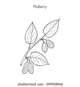 Mulberry (morus nigra), or black mulberry, or blackberry. Hand drawn botanical vector illustration