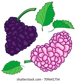 Mulberry set. Two different berries pink and purple with tails and green leafs. Elements in flat style isolated on a white background.