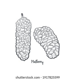 Mulberry sketch vector illustration. Hand drawn mulberry isolated on white background.