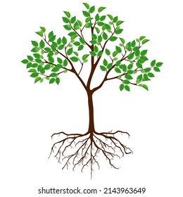 Mulberry tree with flowers and roots on a white background.
