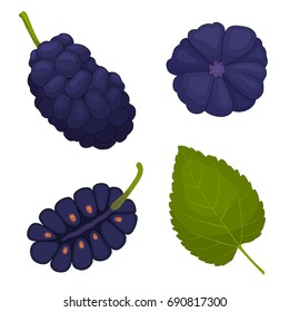 Mulberry Vector. Berry Mulberries In Different Angles. The Whole, Half And Leaf. Detailed Illustration.