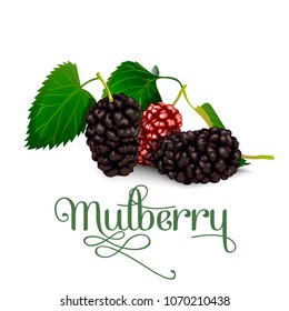 Mulberry. Vector illustration.