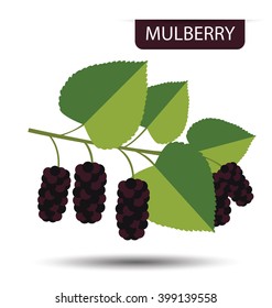 Mulberry Vector Illustration