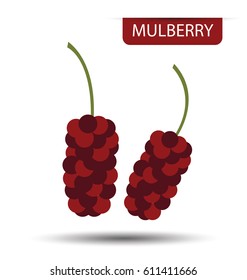 Mulberry vector illustration