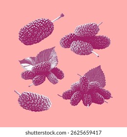 Morera, Vector de morera, ilustración de morera, dibujo de línea sobre fondo rosa.