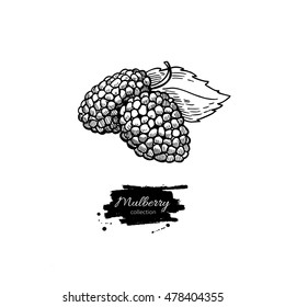 Mulberry vector superfood drawing. Isolated hand drawn  illustration on white background. Organic healthy food. Great for banner, poster, label