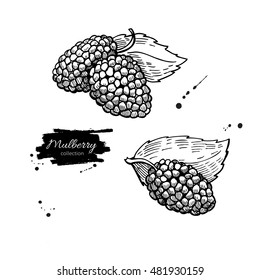 Mulberry vector superfood drawing set. Isolated hand drawn  illustration on white background. Organic healthy food. Great for banner, poster, label