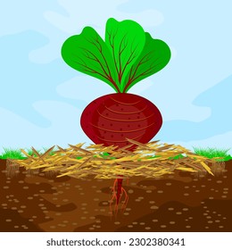 Concepto de jardinería mulch con remolacha, manto, suelo y cielo.Traslado de plantas, verduras y protección del suelo.Desperdicios leñosos que utilizan como mantillo.Trabajos de temporada en el campo agrícola.Ilustración vectorial