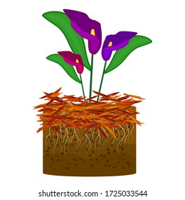 Mulch gardening concept with calla lilies, red mulch and soil isolated on white background. Agriculture countryside outdoor seasonal work. Mulching of plants, soil protection. Landscape design mulch.