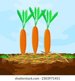 Mulch gardening concept  with carrot, mulch,soil and sky.Mulching of plants, vegetables and soil protection.Woody waste using as mulch.Agriculture countryside outdoor seasonal work.Vector illustration