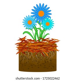 Mulch gardening concept with daisy, red mulch and soil isolated on white background. Agriculture countryside outdoor seasonal work. Mulching of plants, soil protection. Landscape design mulch. Vector