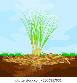 El concepto de jardinería con hierba de limón, mantillo, suelo y cielo. Trampolín de plantas, verduras y protección del suelo. Desperdicios leñosos usando como mulch. Trabajo de temporada en el campo agrícola. Ilustración del vector