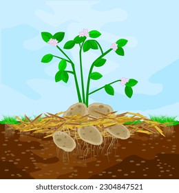 Concepto de jardinería con patatas, mantillo, suelo y cielo.Trampolín de plantas, verduras y protección del suelo.Desperdicios leñosos con el uso de mulch.Trabajos de temporada en el campo agrícola.Ilustración vectorial