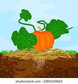 Mulch gardening concept  with pumpkin, mulch,soil and sky.Mulching of plants,vegetables and soil protection.Woody waste using as mulch.Agriculture countryside outdoor seasonal work.Vector illustration