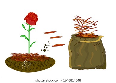Mulch gardening concept  with rose, red mulch and bag isolated on white background. Agriculture countryside outdoor seasonal work. Mulching of plants, soil protection. Landscape design mulch. Vector