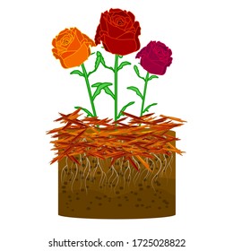 Mulch gardening concept with rose, red mulch and soil isolated on white background. Agriculture countryside outdoor seasonal work. Mulching of plants, soil protection. Landscape design mulch. Vector