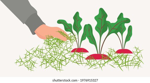 Mulching the beds for plants with grass, beet grows in the garden, the gardener's hand pours mulch under the plant. Vector flat cartoon.