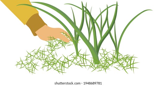 Colocando las camas para plantas con hierba, el ajo crece en el jardín, la mano del jardinero vierte mulca bajo la planta. Caricatura vectorial plana sobre fondo blanco aislado.