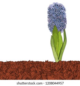 Mulching Of Beds, Plants, Soil Protection. Hydrangea. Landscape Design Color Mulch. Vector Illustration.