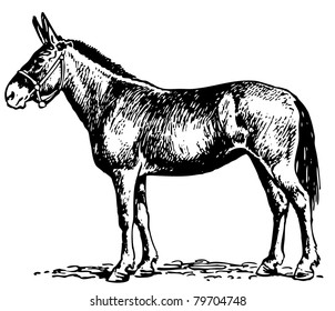 Mule