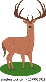 Mule deer ,illustration, vector on white background.